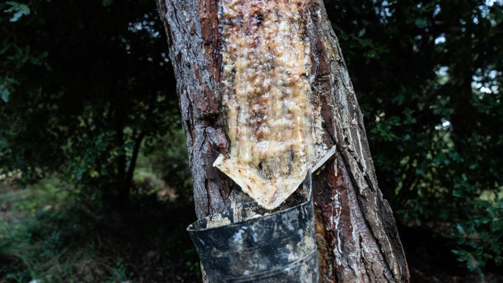 La resina goteja pel tronc fins arribar al contenidor