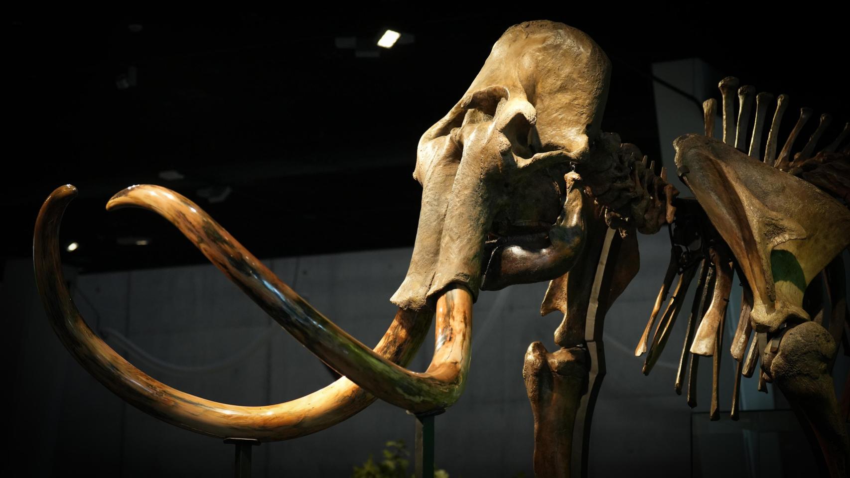 El museo de Cataluña que presume de tener un enorme dinosaurio entero