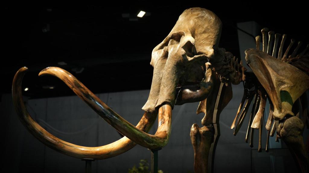 El museo de Cataluña que presume de tener un enorme dinosaurio entero