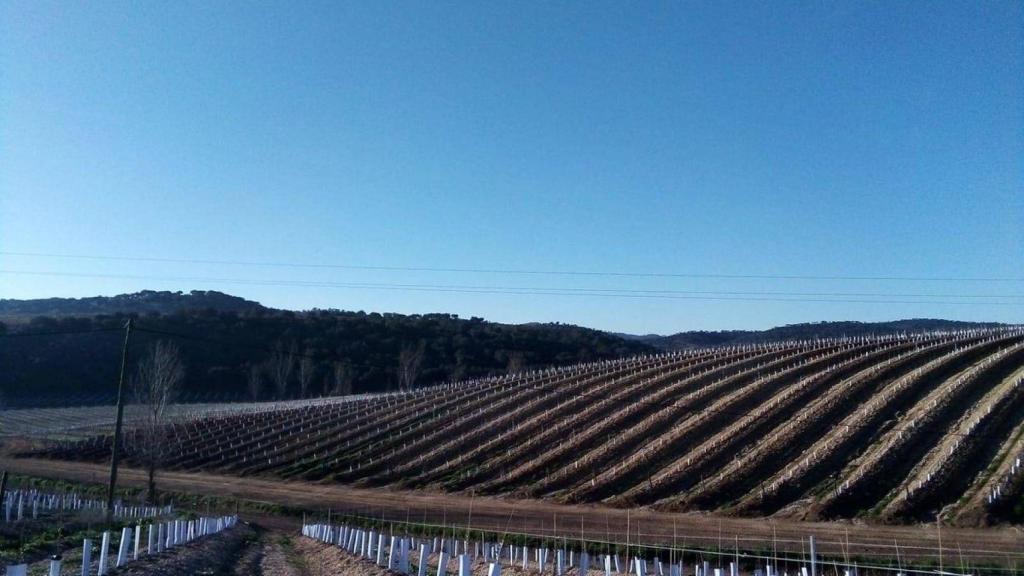 Oliveres del Grup De Prado