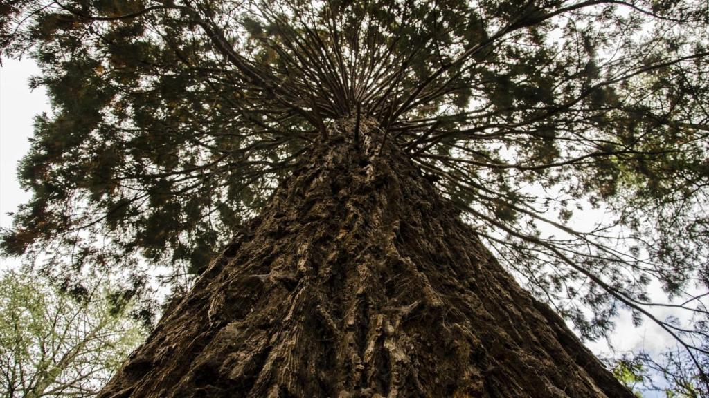 Una secuoya en el parque natural del Montseny (Barcelona) en otoño