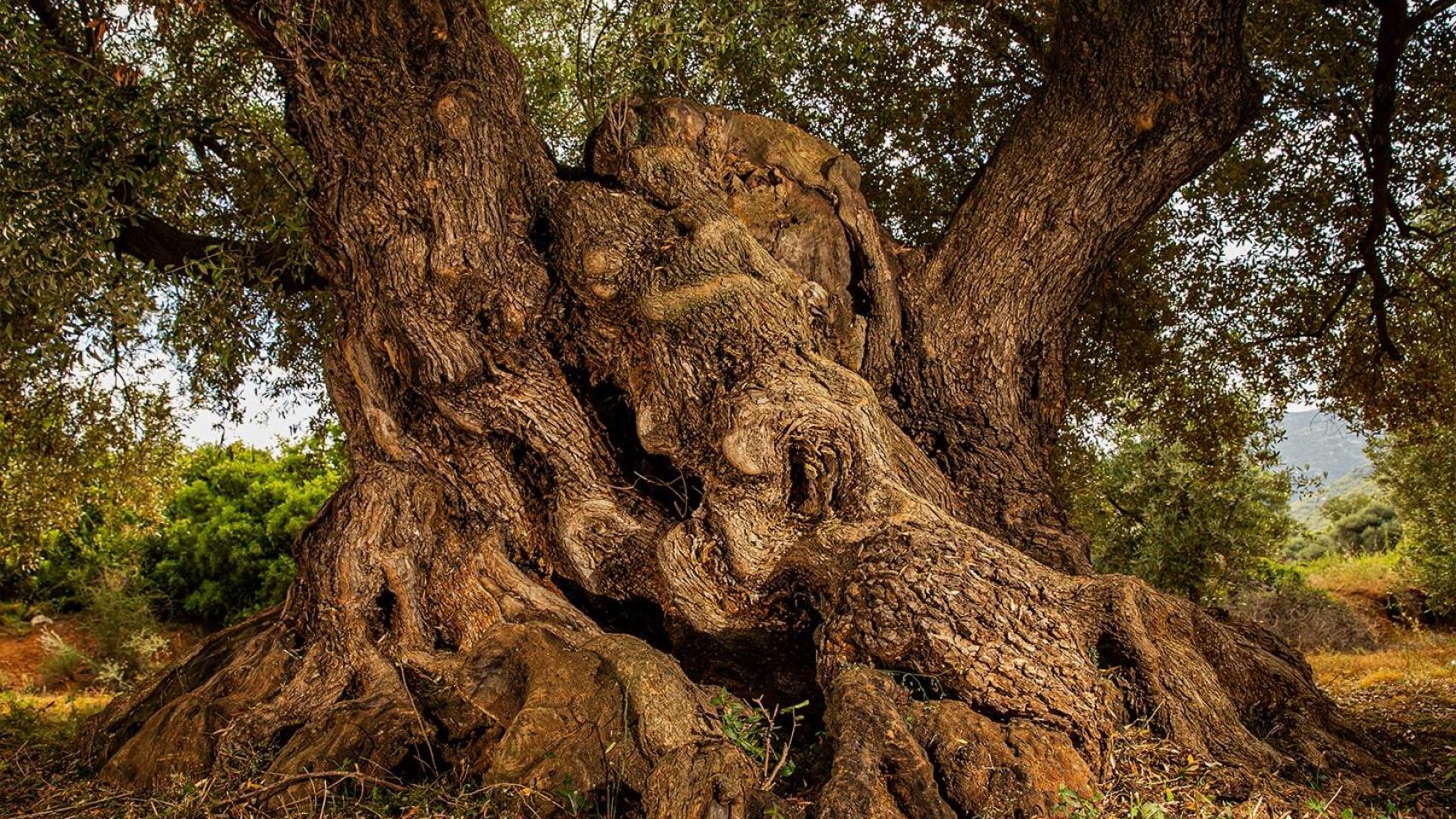 El pueblo de Cataluña con mayor concentración de olivos milenarios del mundo: más de 1.300 ejemplares en su haber