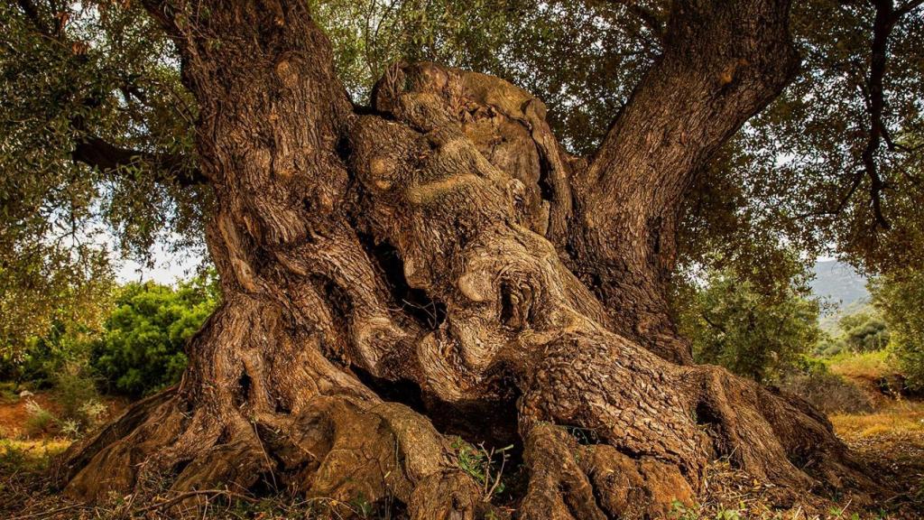 El pueblo de Cataluña con mayor concentración de olivos milenarios del mundo: más de 1.300 ejemplares en su haber