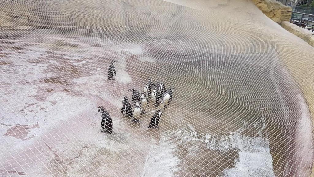 Pingüins del Zoo protegits amb xarxes