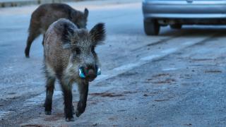Varios jabalíes en una carretera
