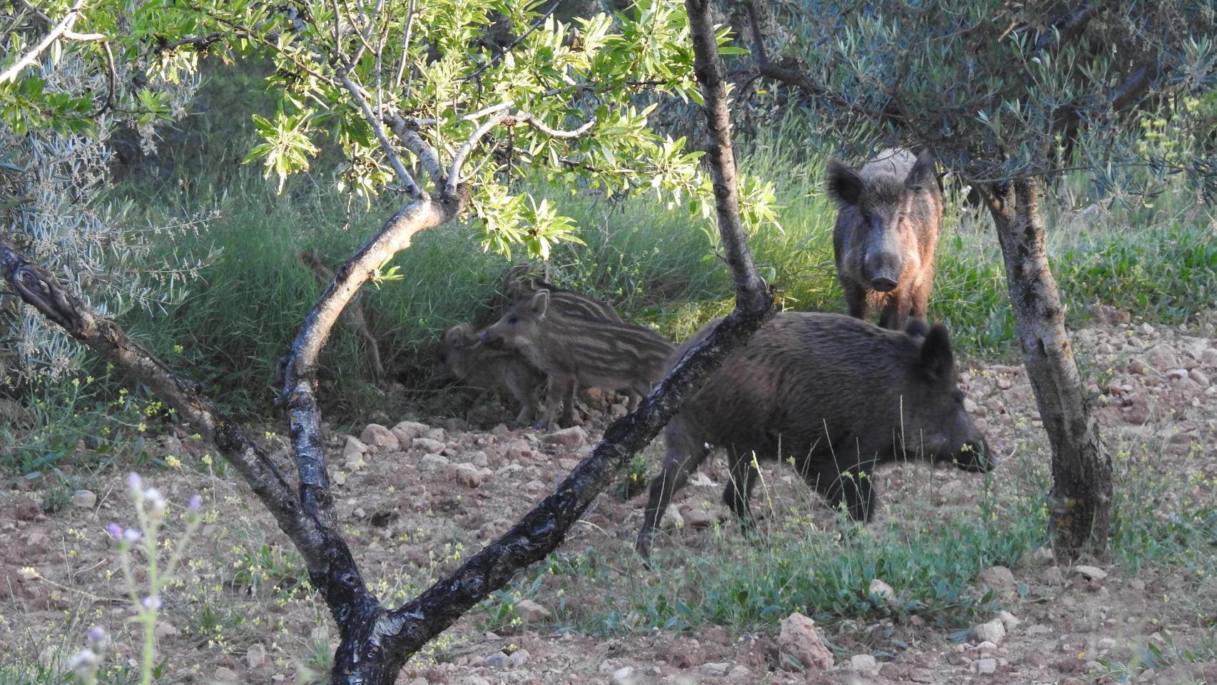 Varios jabalíes en Collserola