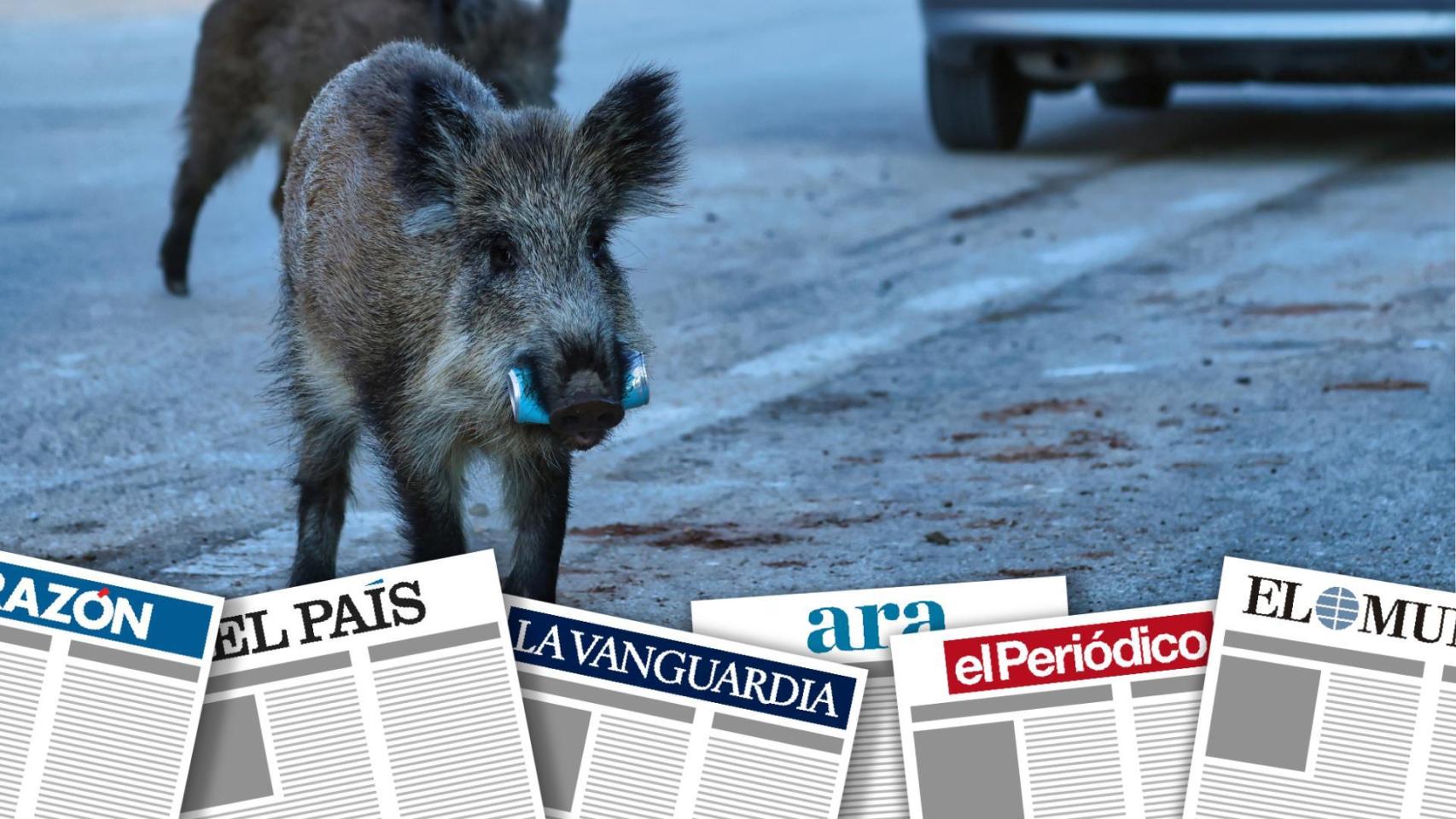 Un jabalí en la carretera