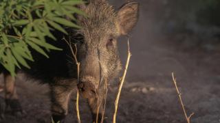 Cataluña sospecha que el origen del brote de peste porcina está en un bocadillo con embutido contaminado