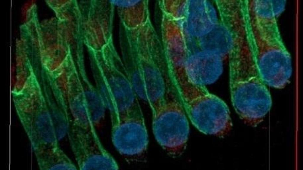 Foto referencial de cèl·lules