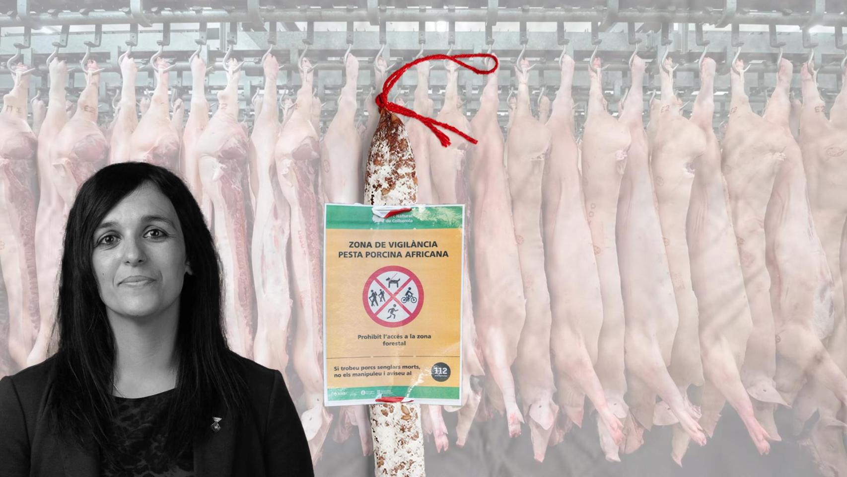 Sílvia Orriols, líder de Aliança Catalana, una explotación de la industria porcina y un cartel contra la peste porcina africana