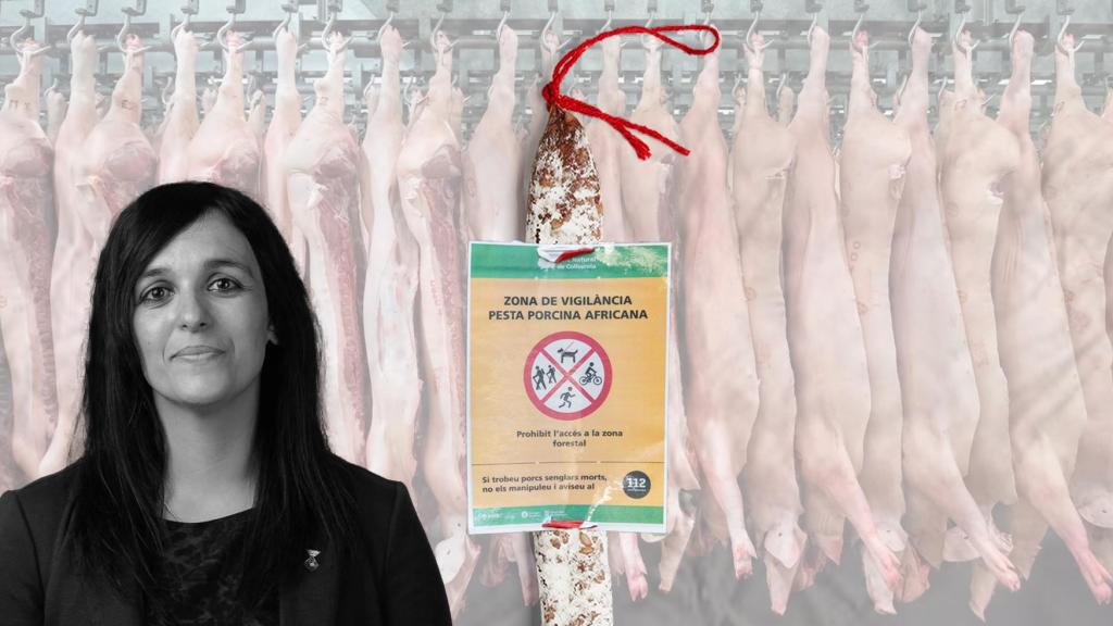 Sílvia Orriols, líder de Aliança Catalana, una explotación de la industria porcina y un cartel contra la peste porcina africana