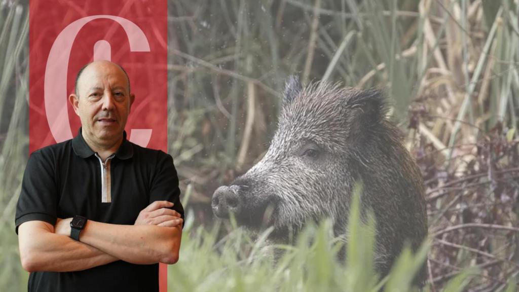 Montaje con el opinador Gonzalo Bernardos y un jabalí
