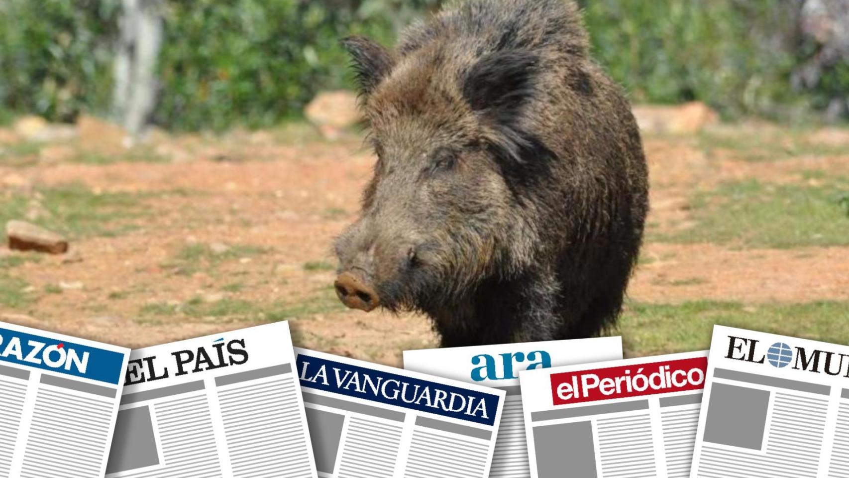 Montaje con un jabalí en Collserola