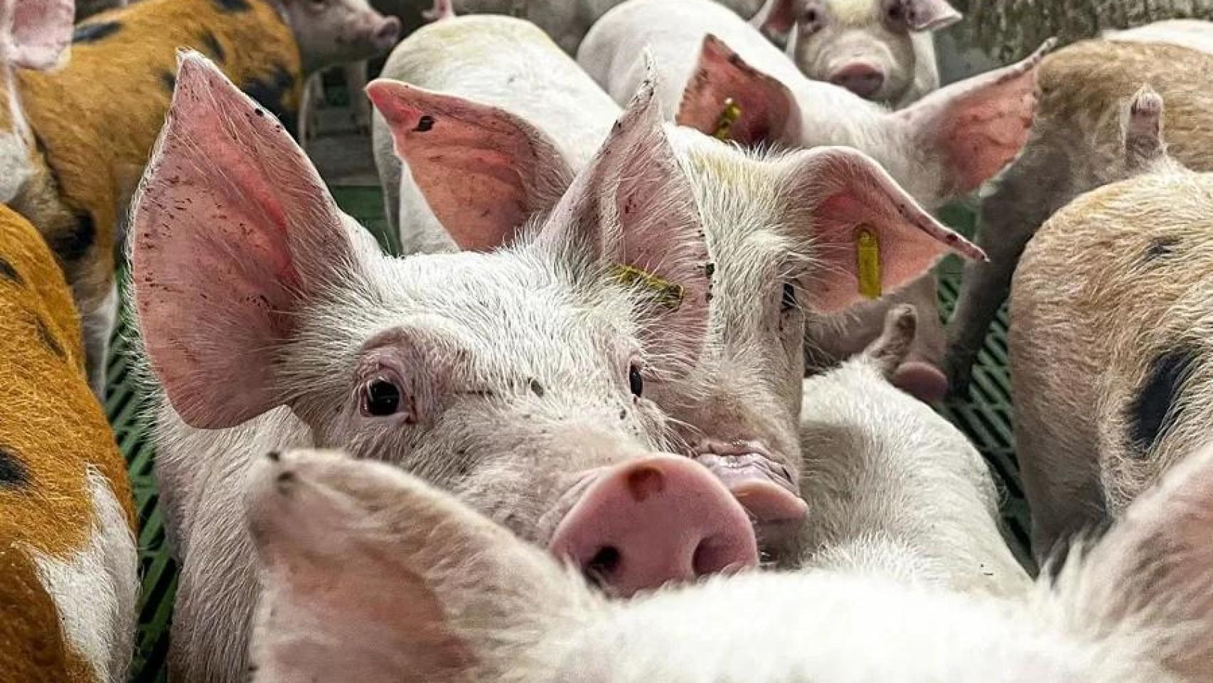 Imagen de archivo de cerdos en una granja