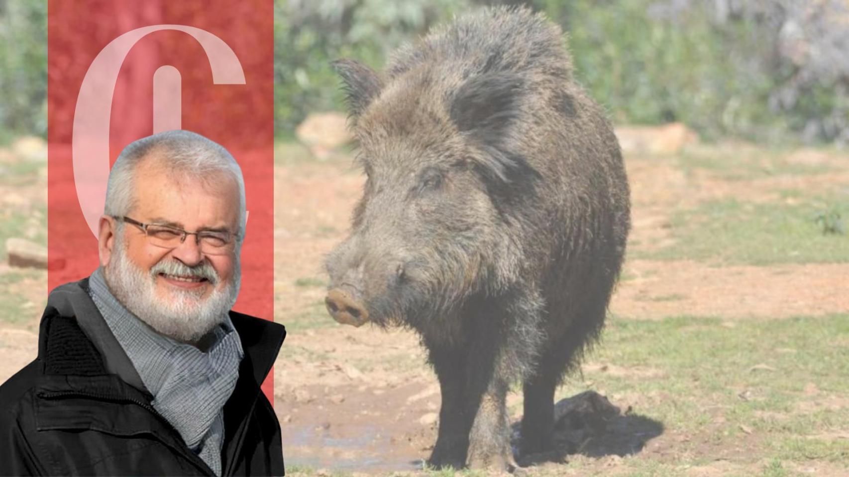 Los cochinos y su pandemia