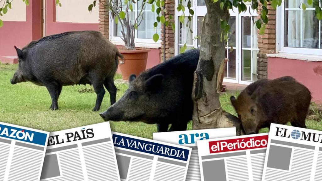 Montaje con fotografía de archivo de jabalíes