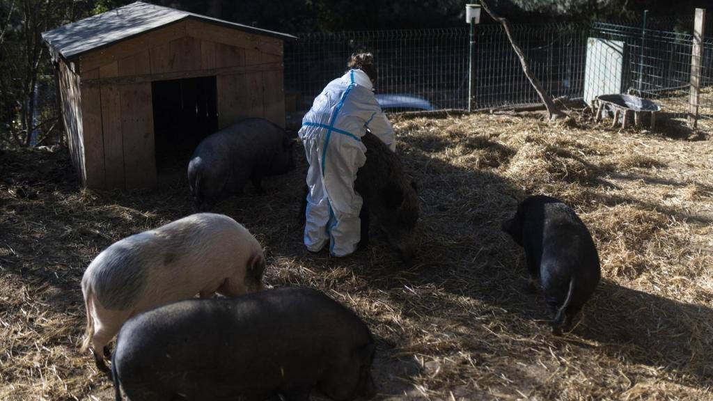 La dueña de una granja en Barcelona (foto referencial)