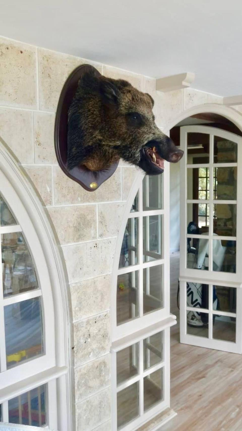 Cabeza de Jabalí en casa de Salva