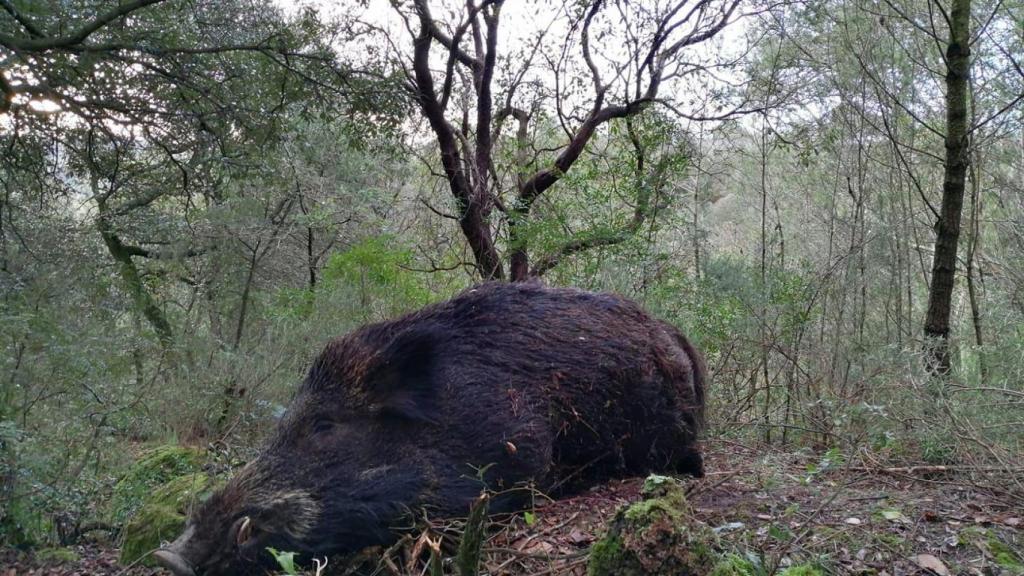 Un jabalí abatido por Salva