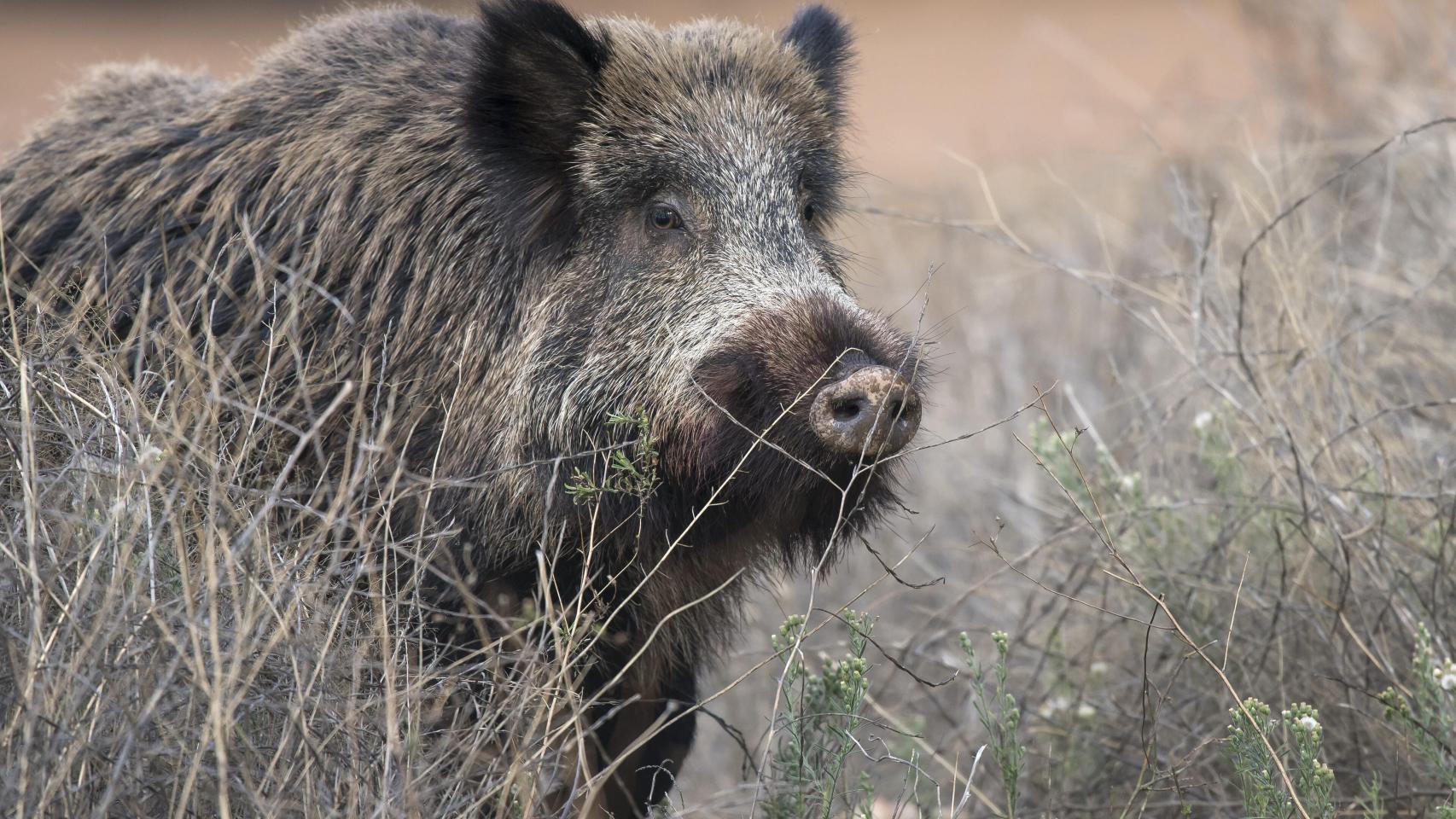 Imagen de un jabalí