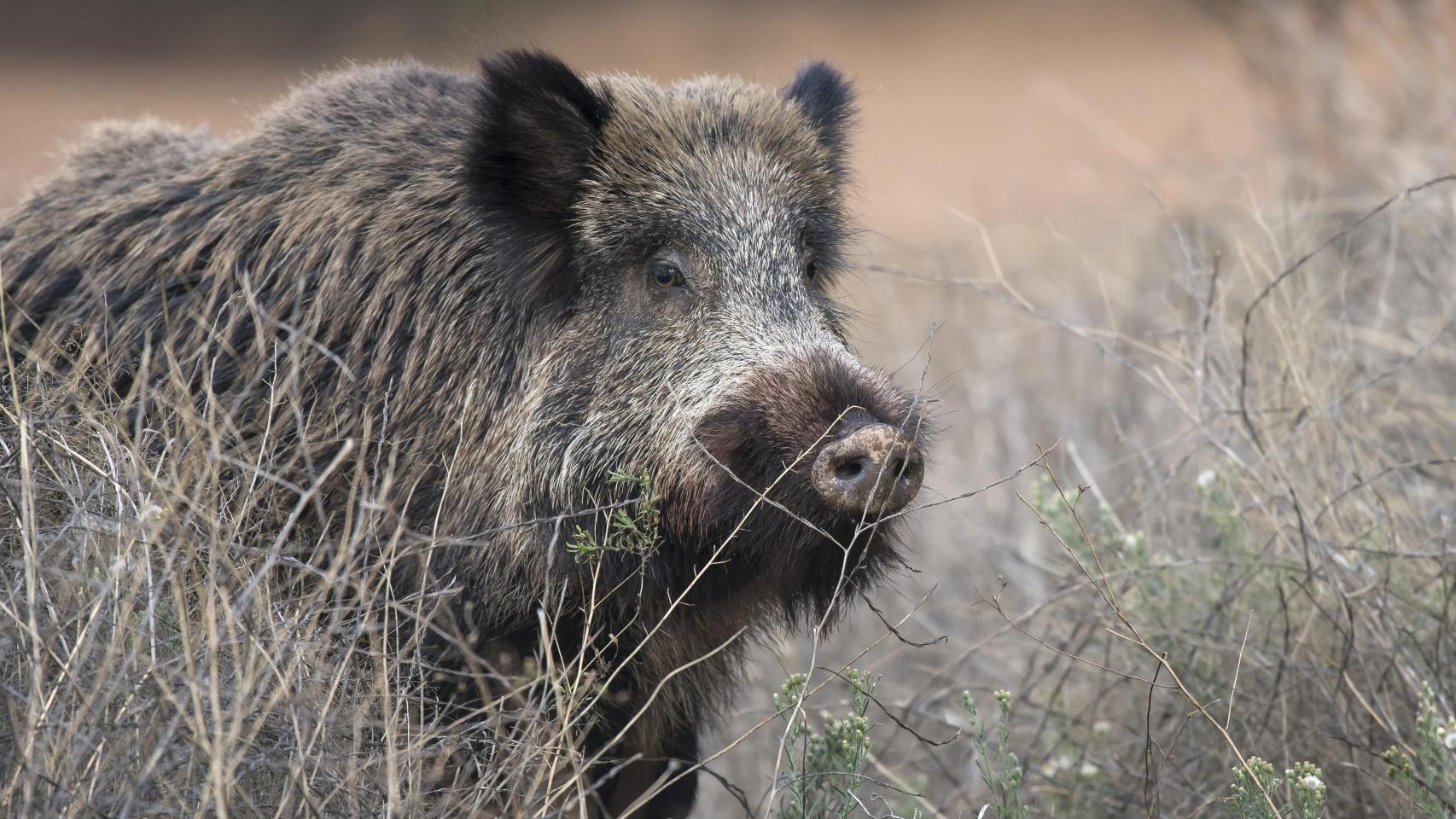 Un jabalí