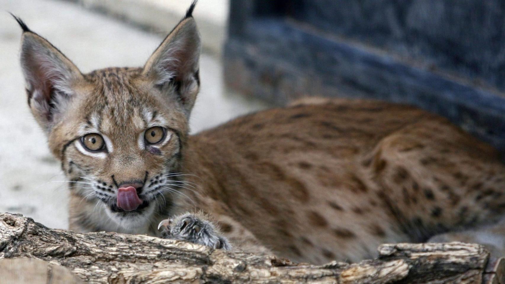 Nueva especie en Cataluña: organizaciones ecologistas apuestas por introducir un gran felino depredador en los Pirineos