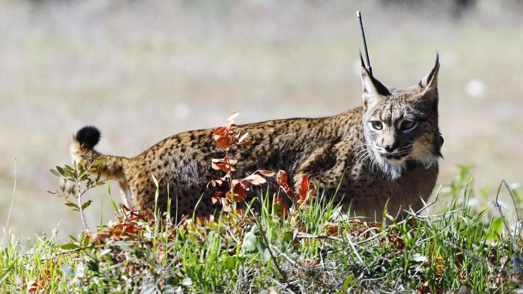 Lince boreal