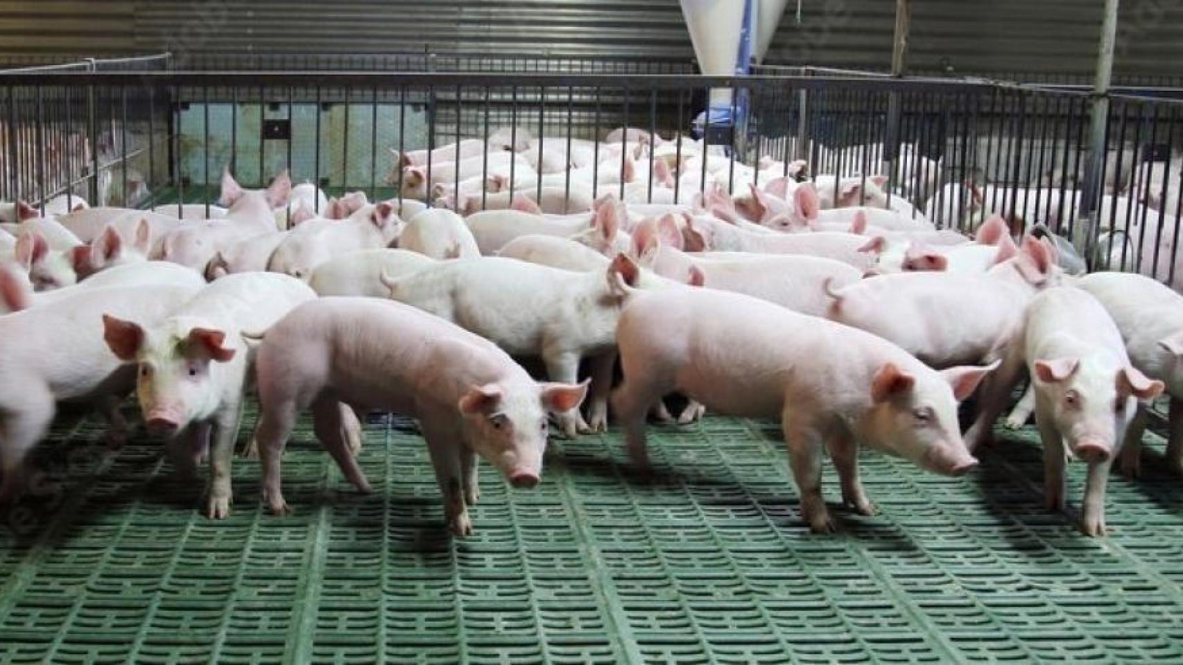 Una granja de cerdos