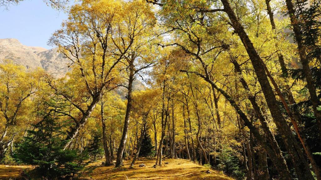 La creació de paisatges agroforestals més resilients es destaca com un àmbit clau per impulsar la bioeconomia a Catalunya