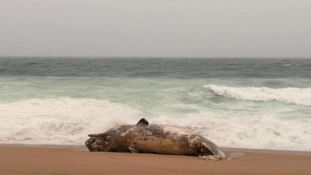 Cría de cachalote, arrastrada por el oleaje en la playa de Platja d'Aro