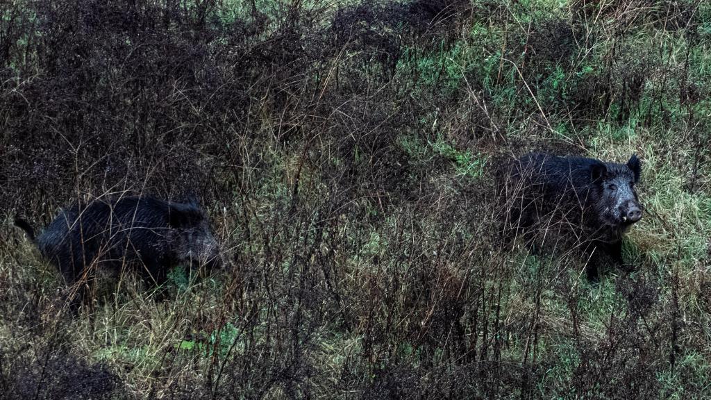 Dos jabalíes en un bosque catalán