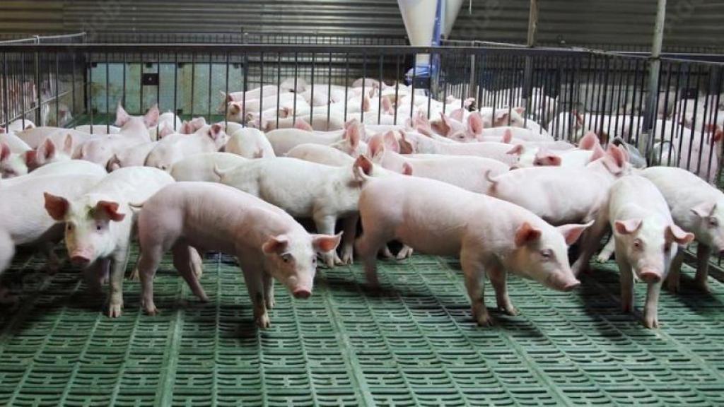 Lechones en una granja de cerdos