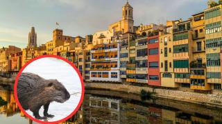 Adiós a estos adorables animales en Girona
