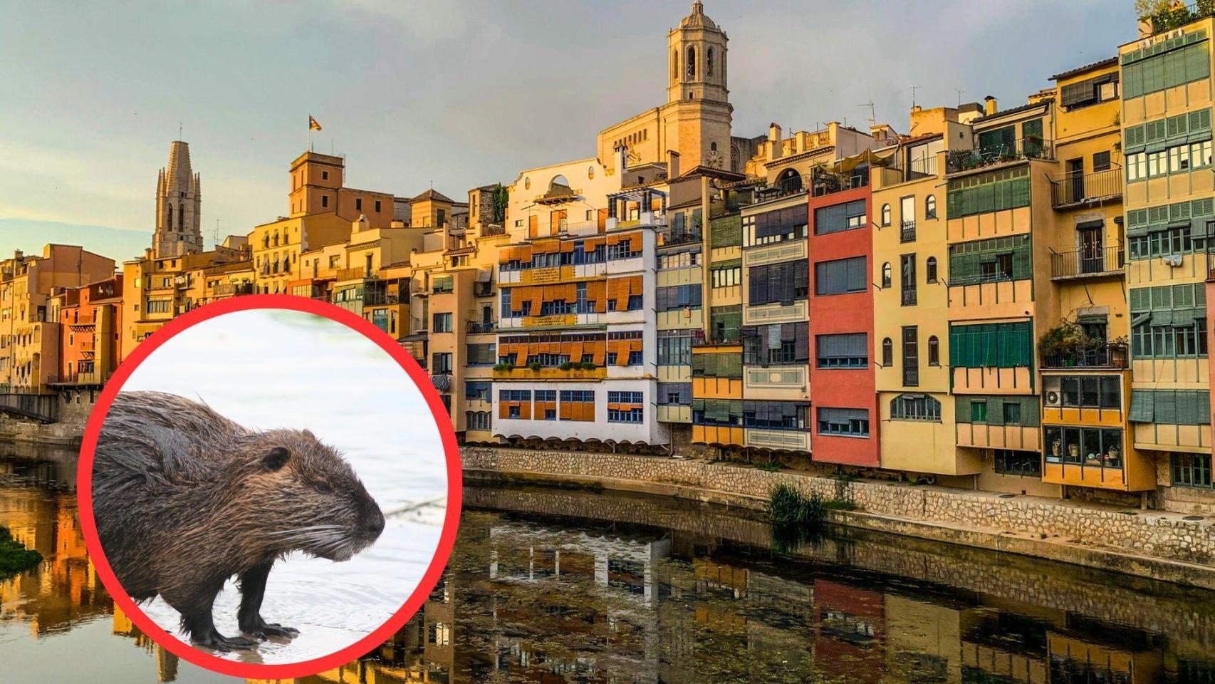 Adiós a estos adorables animales en Girona