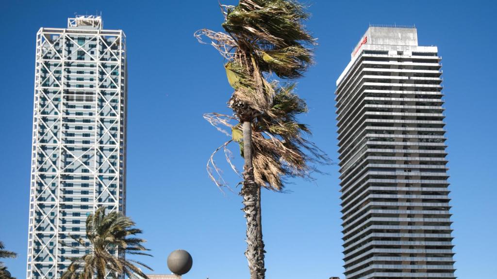 Una palmera agitada por el viento durante un temporal en Barcelona