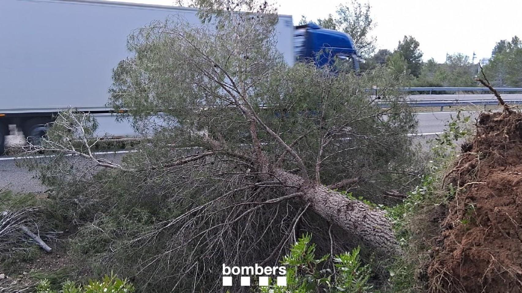 Un árbol volcado, durante un episodio de viento en Cataluña (archivo)