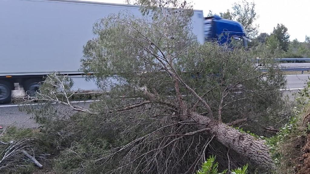 Un árbol volcado, durante el episodio de viento de este sábado