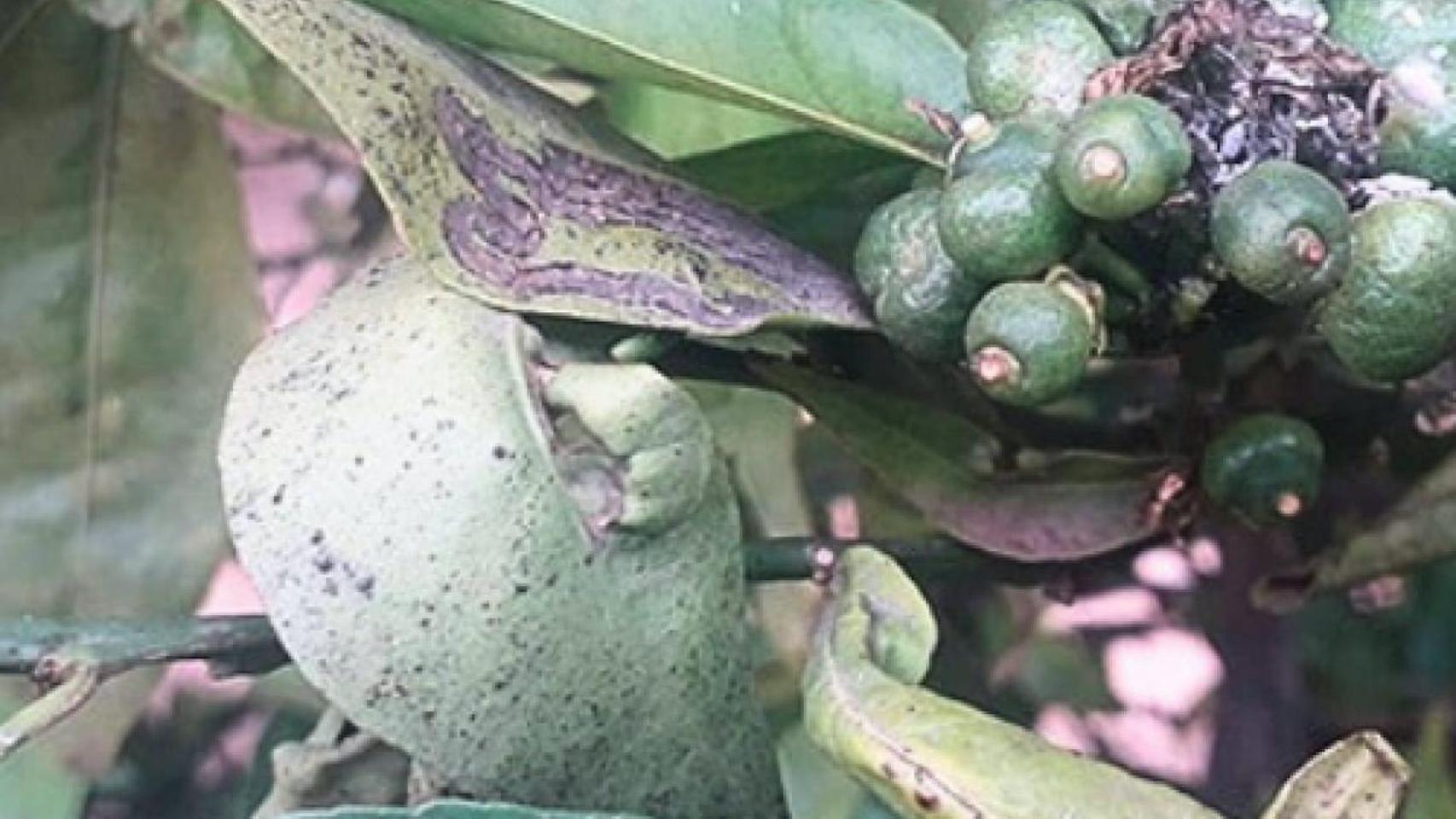 Infestación severa de la plaga conocida como cotonet de Sudáfrica