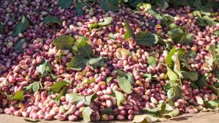 Recolecta de pistachos | EUROPA PRESS