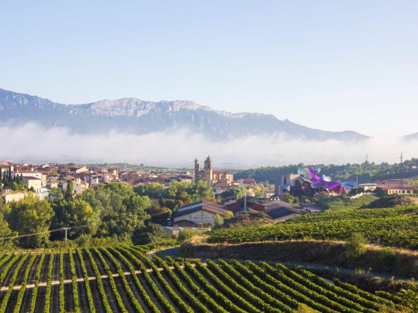 Imatge de vinyes a la comarca de La Rioja
