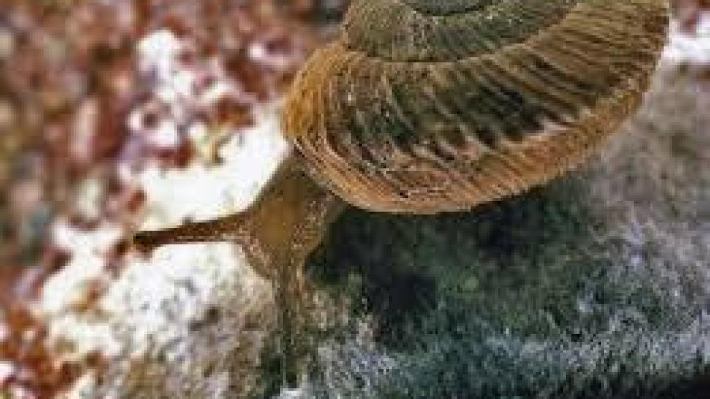 Un caracol 'Xerocrassa Montserratensis'