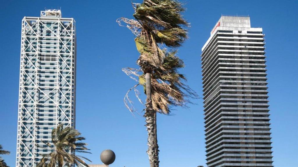 Una palmera movida por el viento