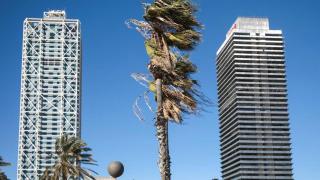 Una palmera movida por el viento