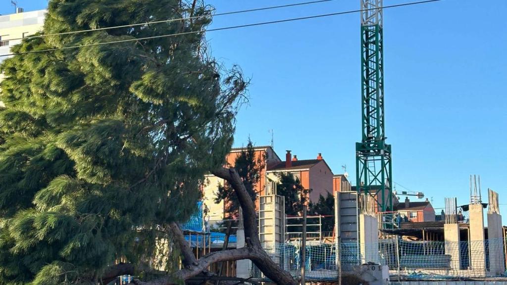 Arboles caidos en Villasar de Mar