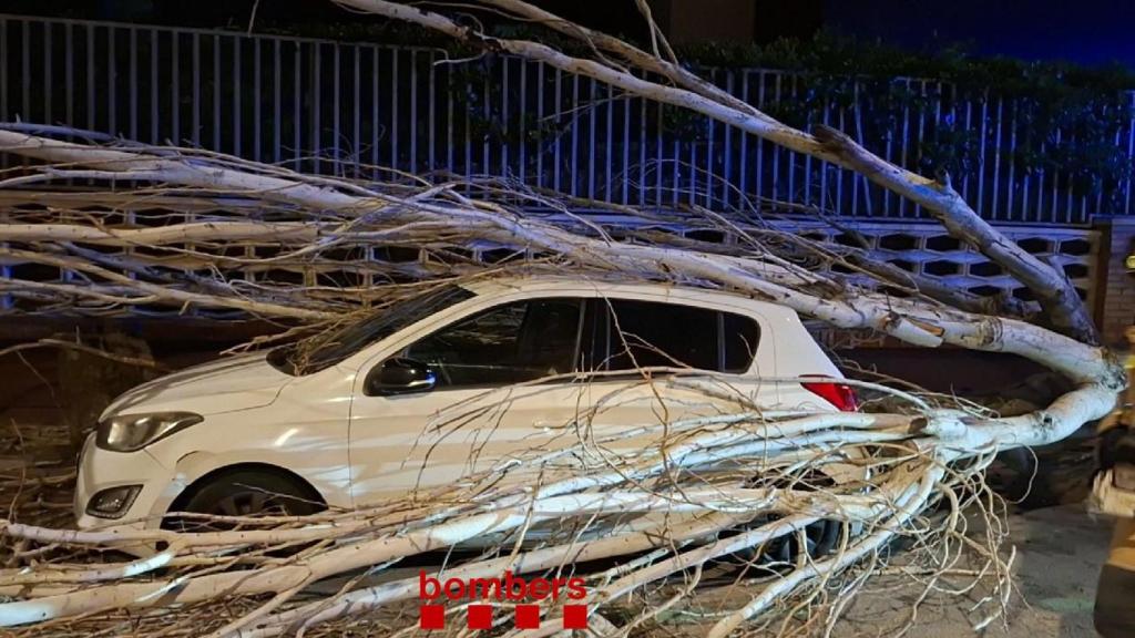 Imagen de un árbol caído por el viento