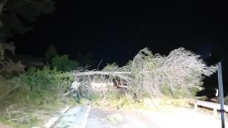Imagen de un árbol caído por el viento