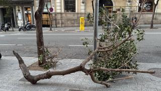 Imagen de un árbol derribado por el viento