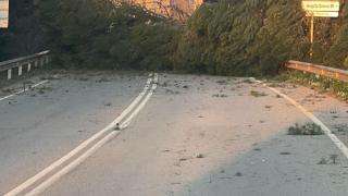 Árbol caído en Sant Boi de Llobregat