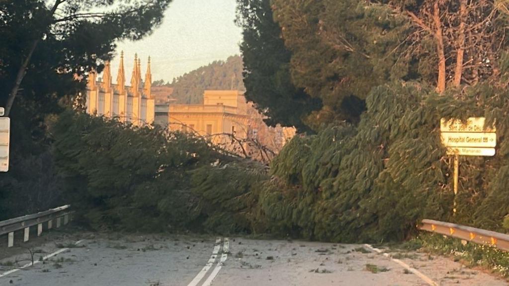 Árbol caído en Sant Boi de Llobregat