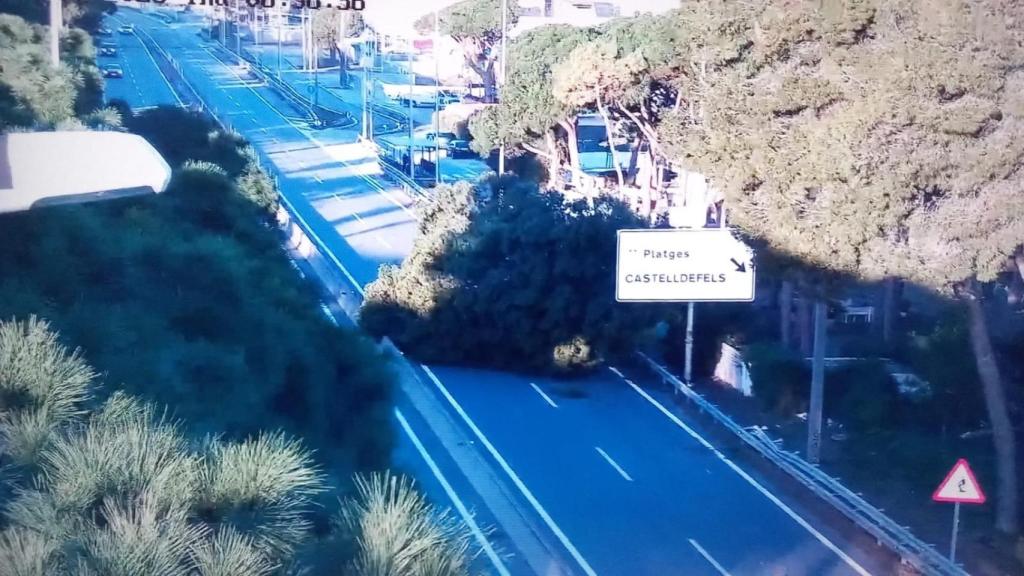 Un árbol caído en la C-31 en dirección a Sitges, a la altura de Castelldefels